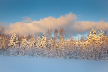 beautiful winter landscape snow tree