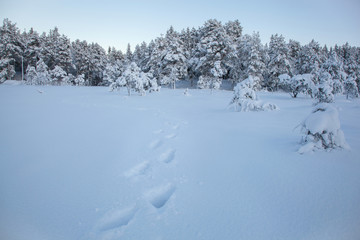 beautiful winter landscape snow tree