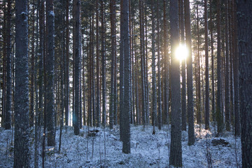 Obraz premium Winterwald