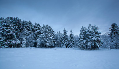 Fototapeta premium beautiful winter landscape snow tree