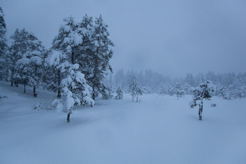 stormy winter landscape snow tree