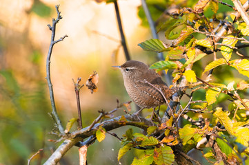 Small bird on branch