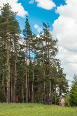Fototapeta na wymiar Picturesque landscape in the coniferous forest of summer sunny day