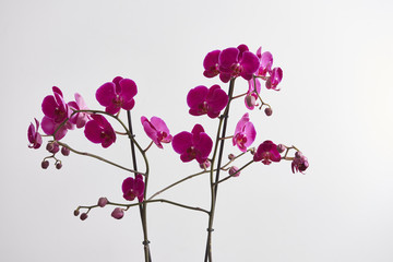 white background beautiful orchid isolated