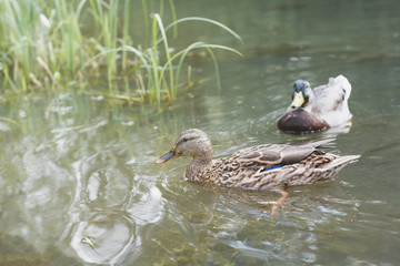 симпатичная уточка кряква плавает в пруду