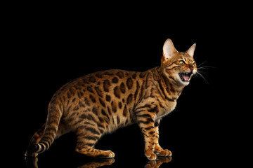 Fototapeta na wymiar Angry Bengal Cat standing and Meowing on isolated Black Background, side view