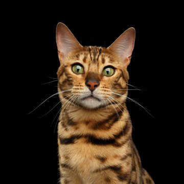 Portrait of Bengal Cat with Curious Face on isolated Black Background, front view