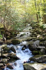 The small stream in the forest of the mountains.