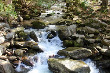 The stream in the forest in the park of the smoky mountains.