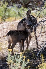 Hirsche im Grand Canyon Kuh mit Jungtier
