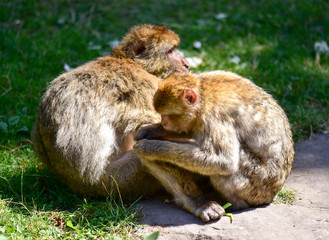 Couple macaque sitting on the grass.