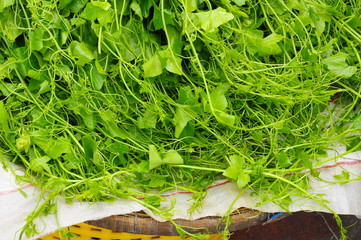 The young shoots of gourds are sold in the market of Thailand.