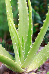 Aloe Vera Growing from the Soil in Asia Tropical Area During Springtime