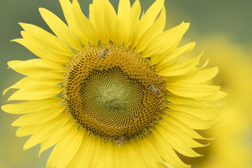 Fototapeta premium Closeup nature view of flower on blurred background