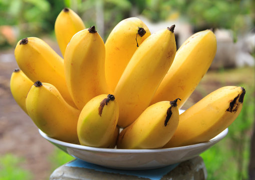 Bunch of bananas on the plant – License image – 693890 ❘ Image