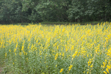 Fototapeta premium flower and leaf on blurred yellow background