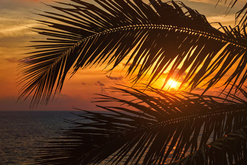Naklejka na ściany i meble Ocean sunset visible through palm leaves