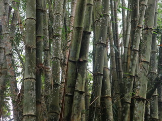 Obraz premium Fall tree roots in the forest with green foliage and paths 