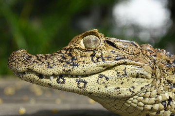 crocodile