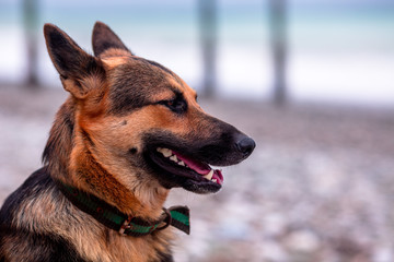 beautiful sheepdog dog
