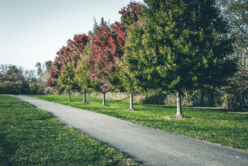 Daytime running path with colorful tree background.  Fall season park landscape. Parks and recreation background.