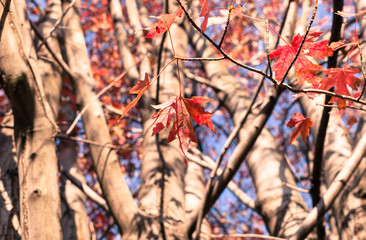 Isolated red fall season leaf on tree branches. Abstract nature background. Blue sky background.