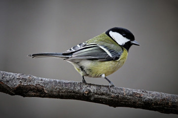 Great Tit
