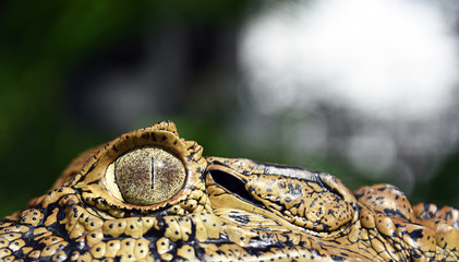 crocodile eye 