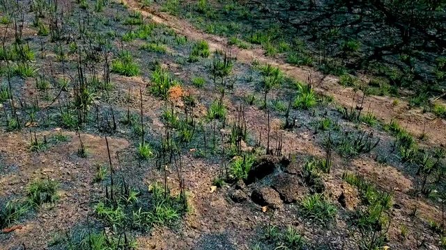 Low aerial shot flying over a dead field covered with sparce vegetation