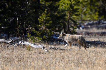 Coyote in Yellowstone National Park
