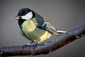 Chirp