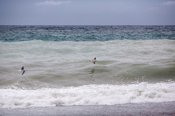 the seagull is flying over the waves