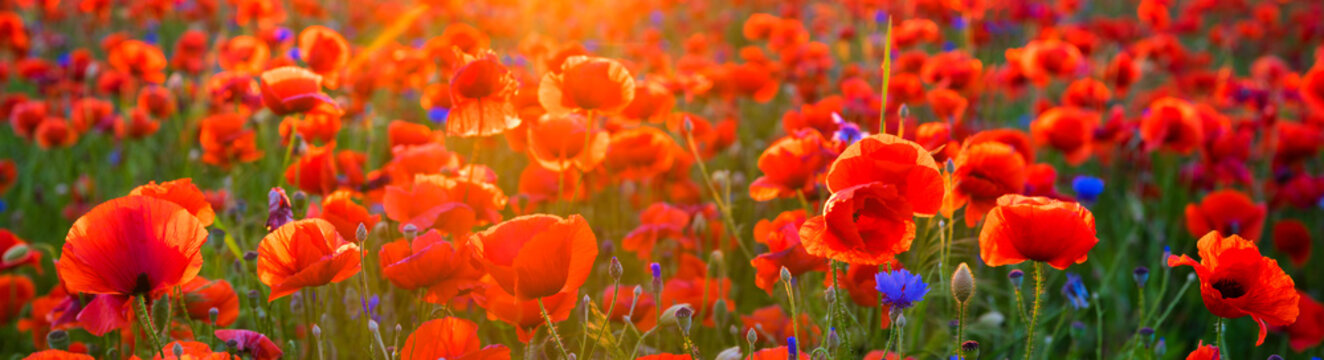 Poppy meadow in the light of the setting sun © Mike Mareen