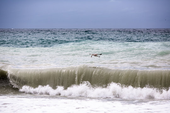 the seagull is flying over the waves
