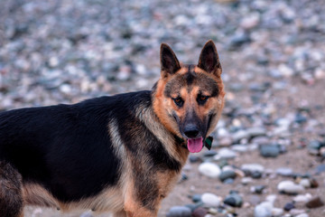 Naklejka na ściany i meble dog shepherd on the beach