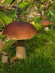 Boletus edulis mushroom growing among green moss