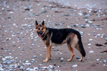 Naklejka na ściany i meble dog shepherd on the beach