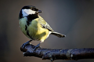 Tit in the Sun