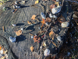 Nordischer Herbst