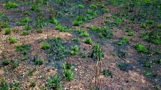 Low aerial shot flying over a dead field covered with sparce vegetation ALTERNATIVE VERSION 
