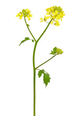 White mustard (Sinapis alba) flower