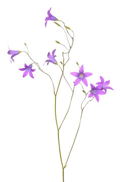 Campanula Flower