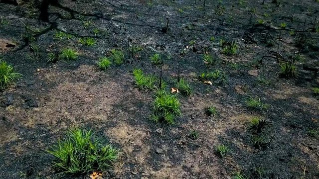 Low drone shot flying forward over a dead field with sparce vegetation