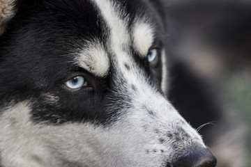 Despite the formidable appearance, the Siberian Husky is a devoted and loyal friend.