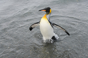 King penguin going from sea