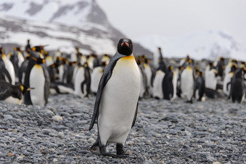 King penguin