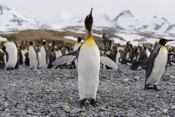 Fototapeta premium King penguin