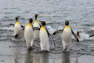 Poster King penguins going from sea © Alexey Seafarer