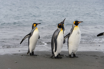 Fototapeta na wymiar King penguins going from sea