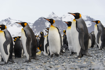 Obraz premium King penguins